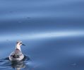 Red Phalarope